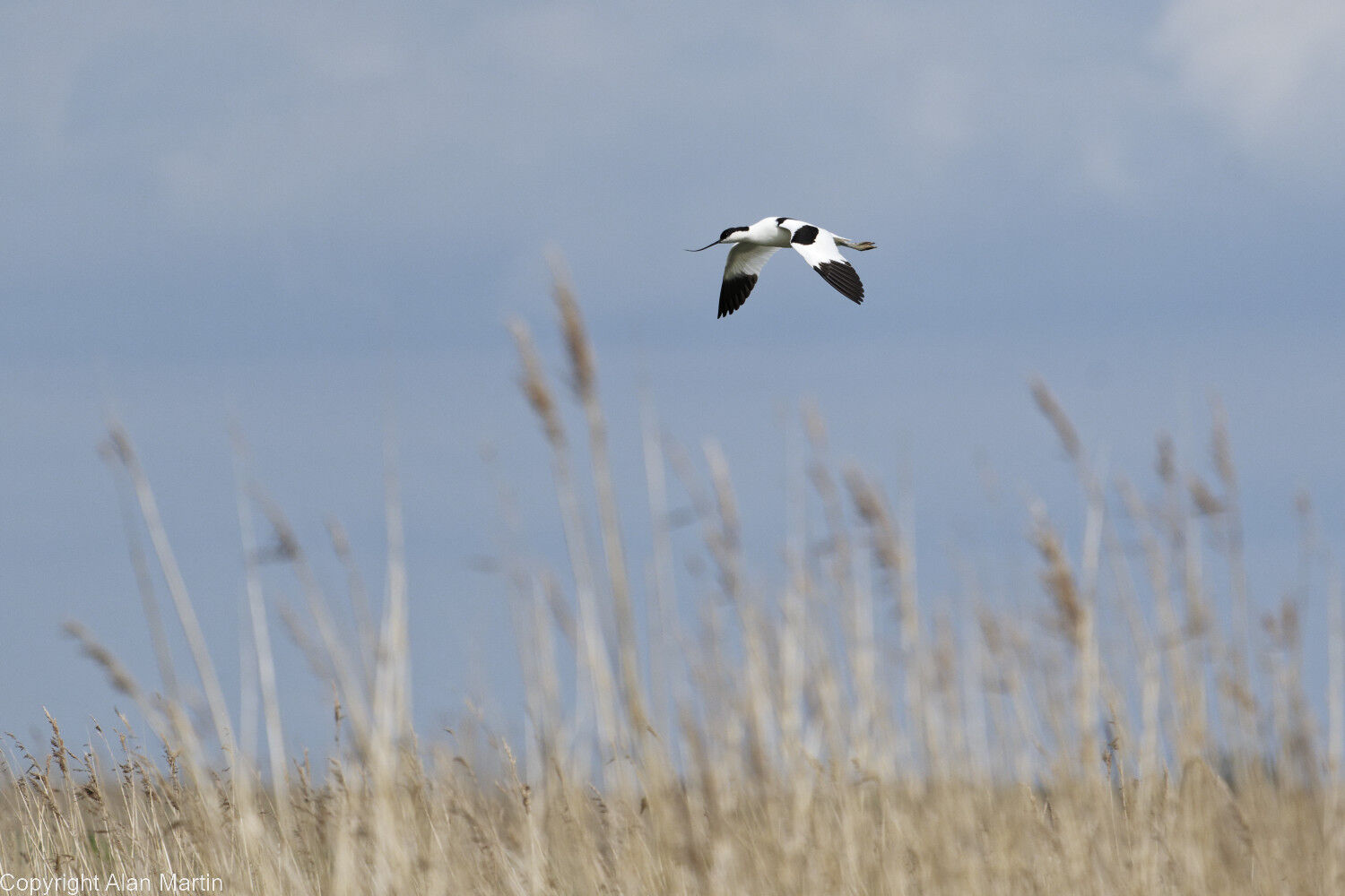 Avocet flying over reedbed