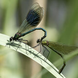 Banded Demoiselle