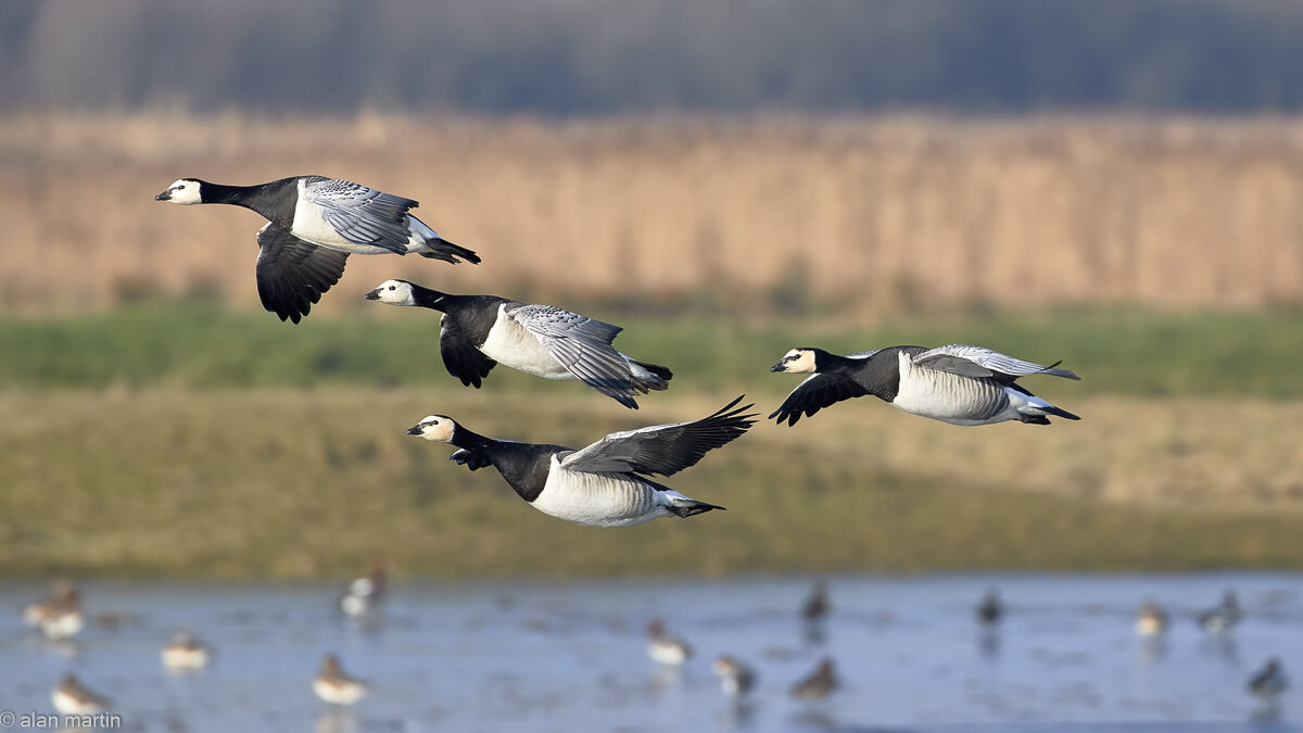 Barnacle geese.