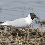 Black-headed Gulls