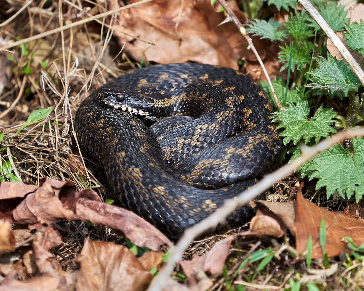 Black adder.