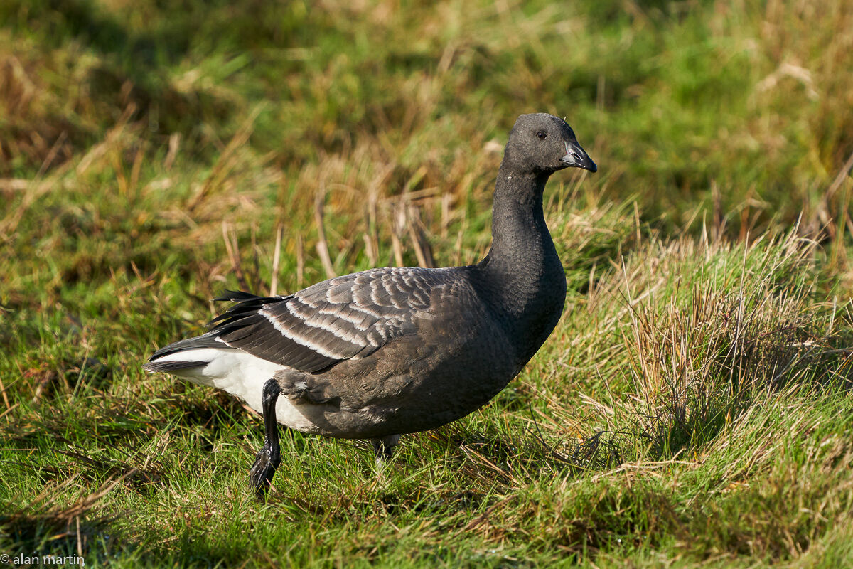 Brent goose.