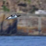 Bailiwick of Guernsey