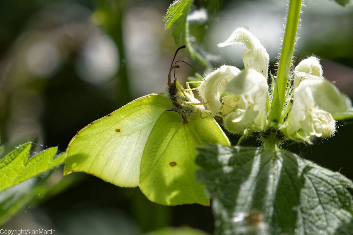 Brimstone, feeding