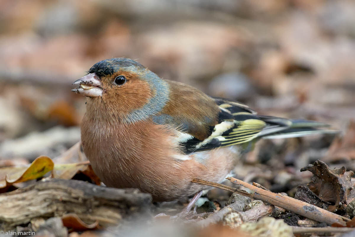 Chaffinch