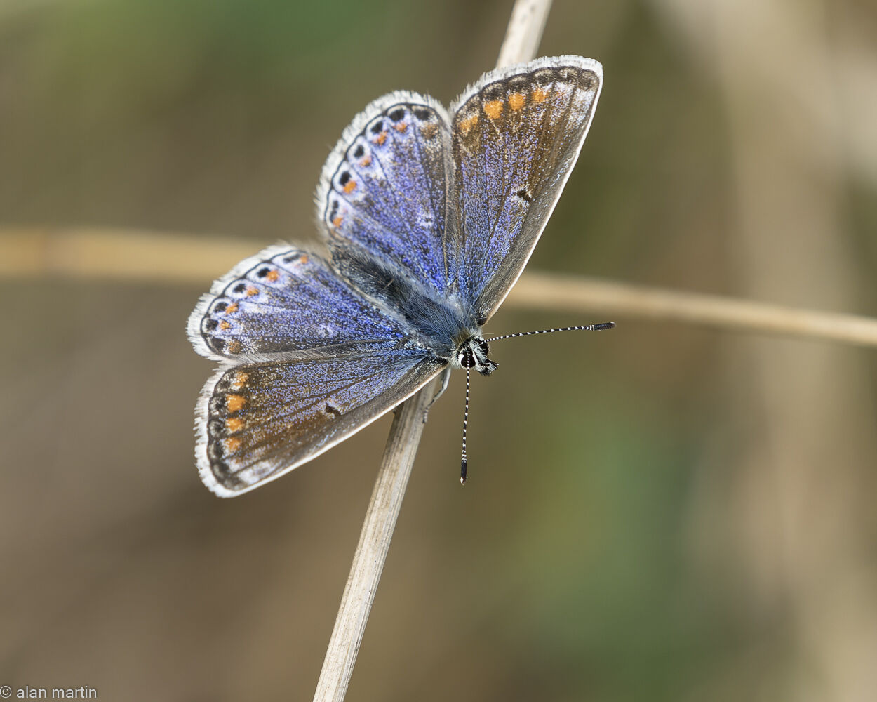 Common Blue butterfly, female