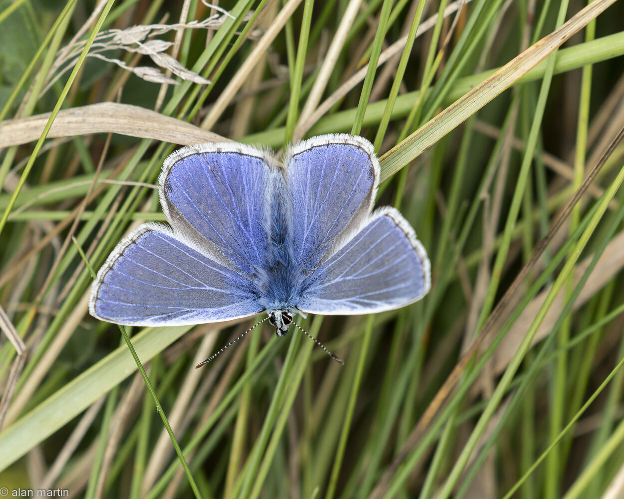 Common Blue butterfly, male