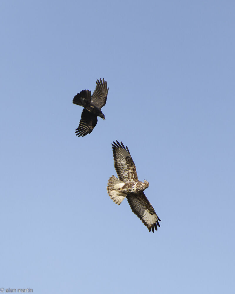 Common Buzzard mobbed by Rook.