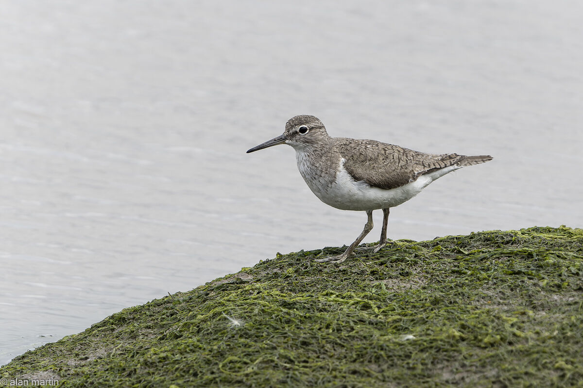 Common Sandpiper