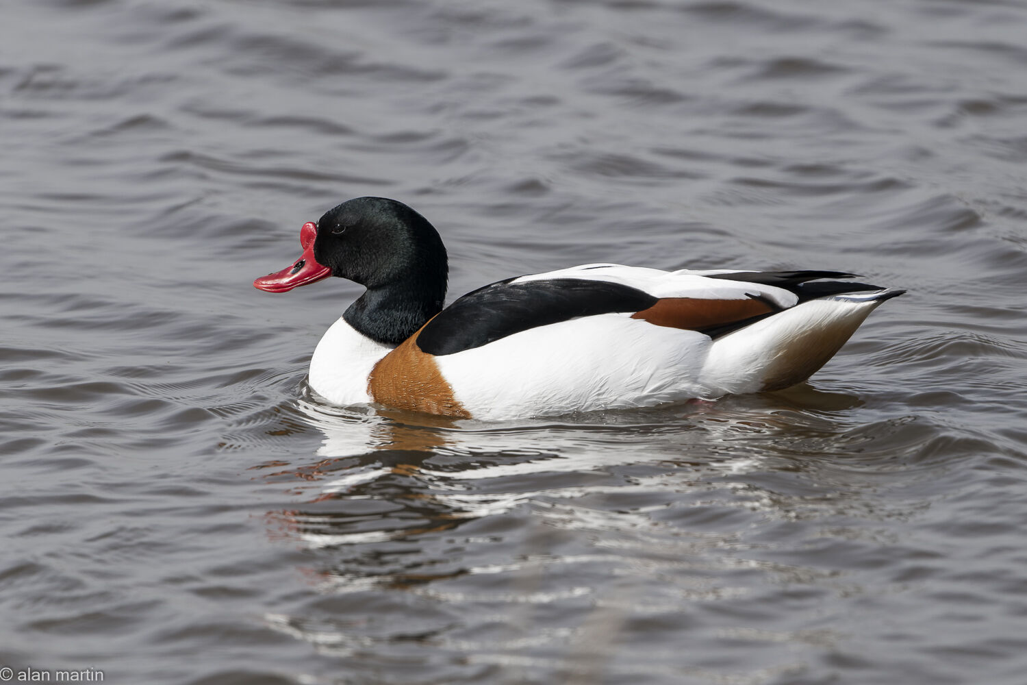 Common Shelduck