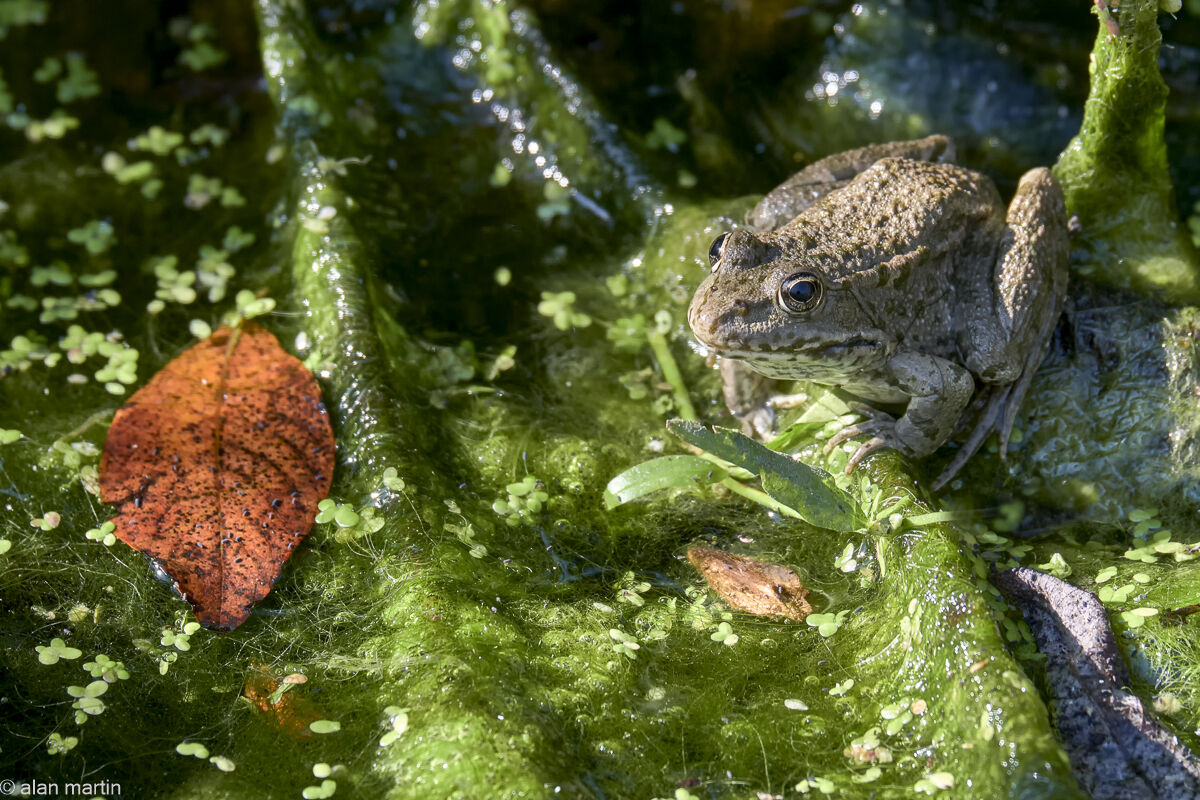 Common frog, Hungary