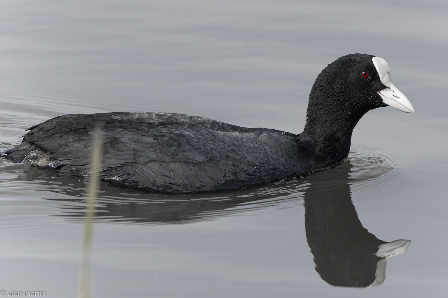 Coot