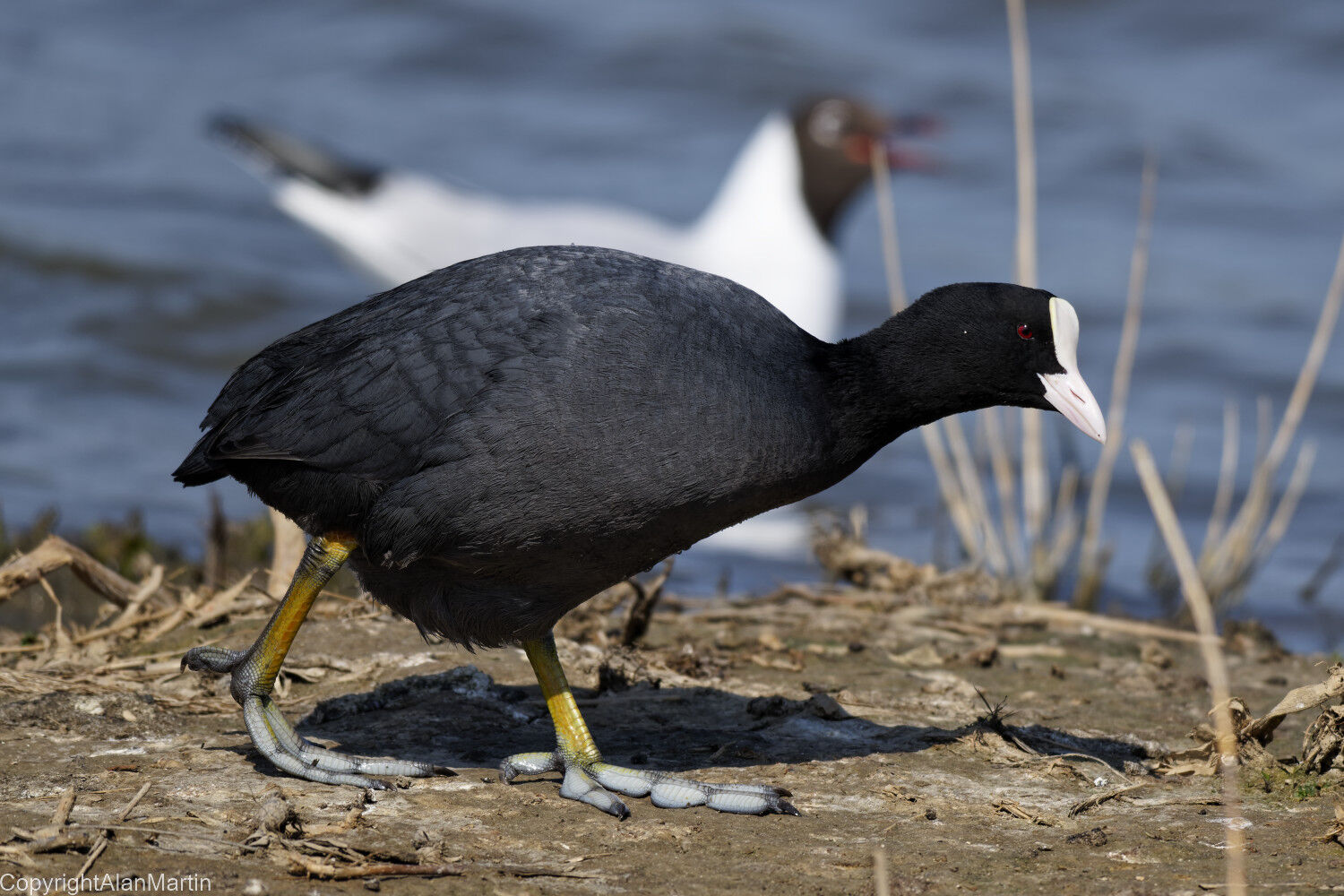 Coot, upsetting nesting Black-headed gulls