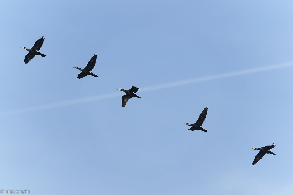 Cormorants