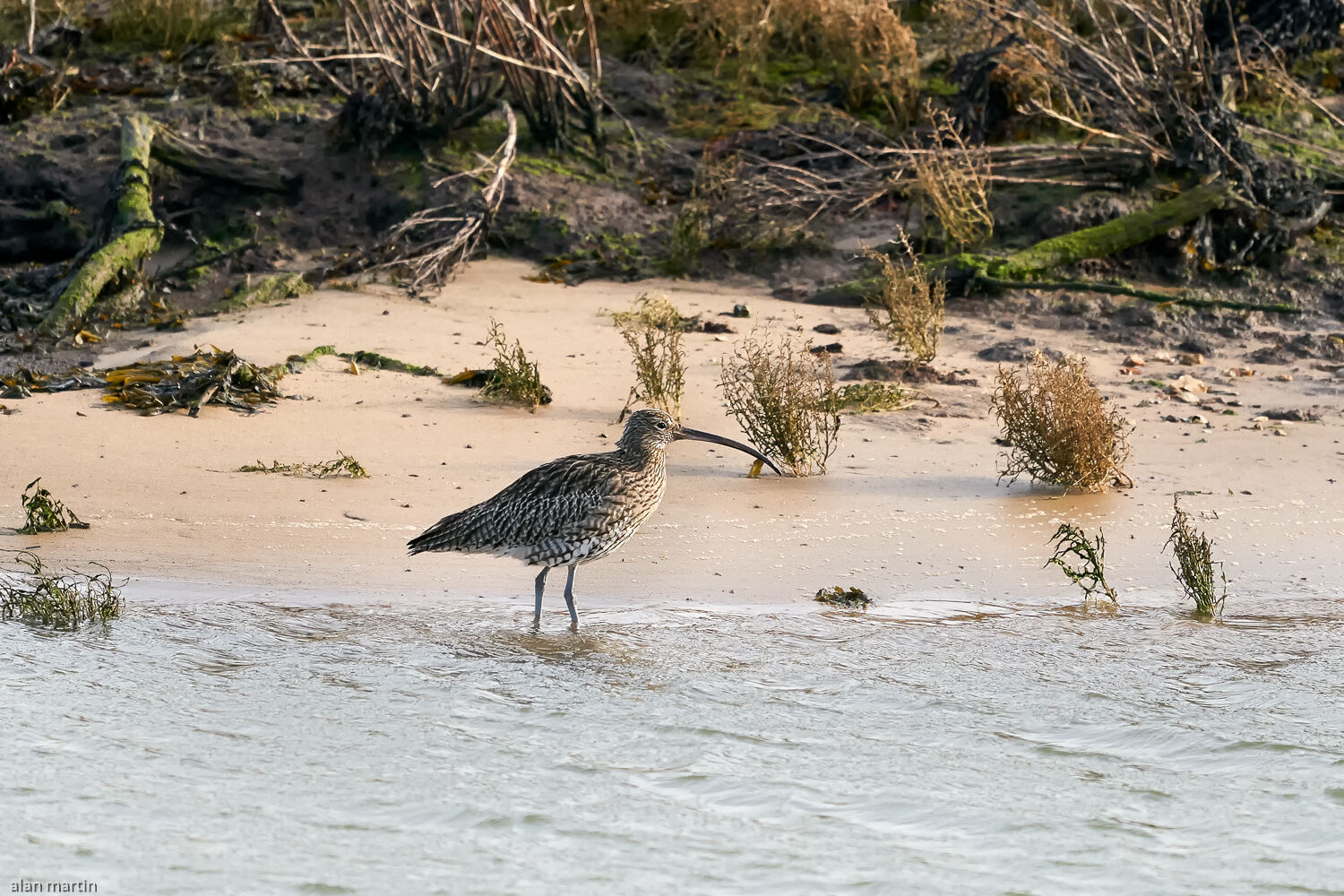 Curlew, Hazelwood Marshes