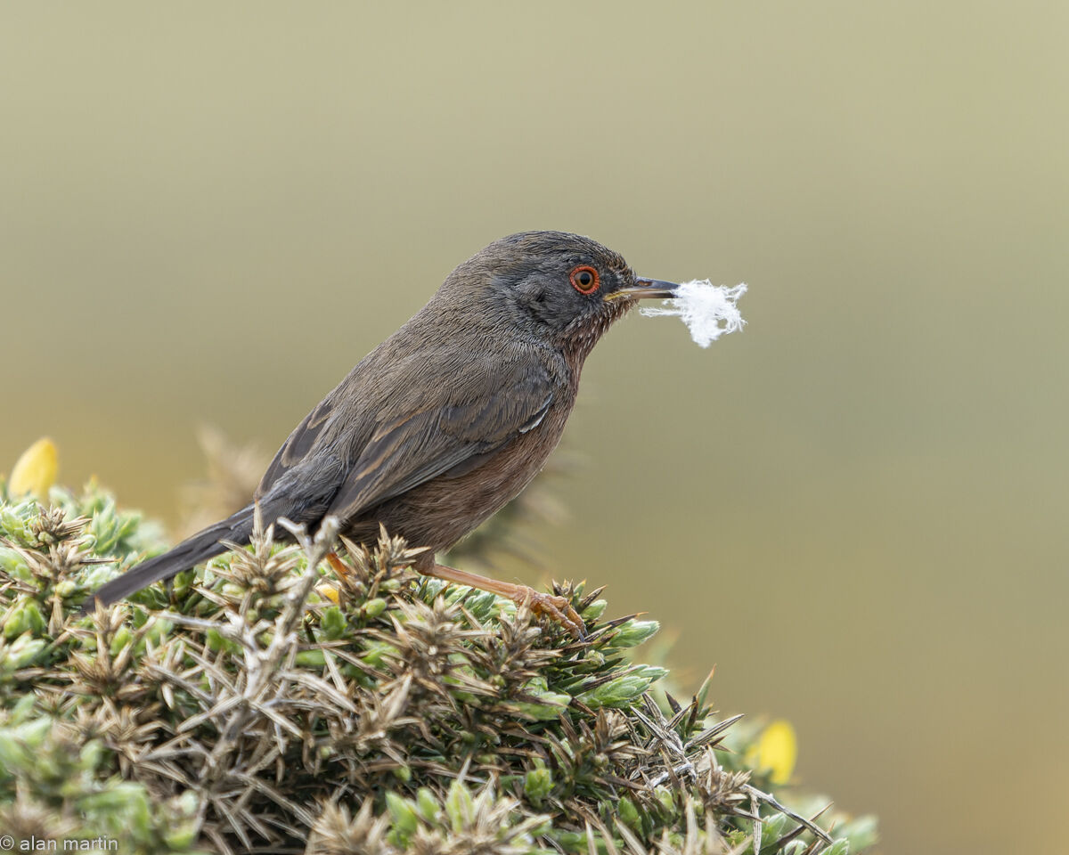 Dartford Warbler, cleaning out nest