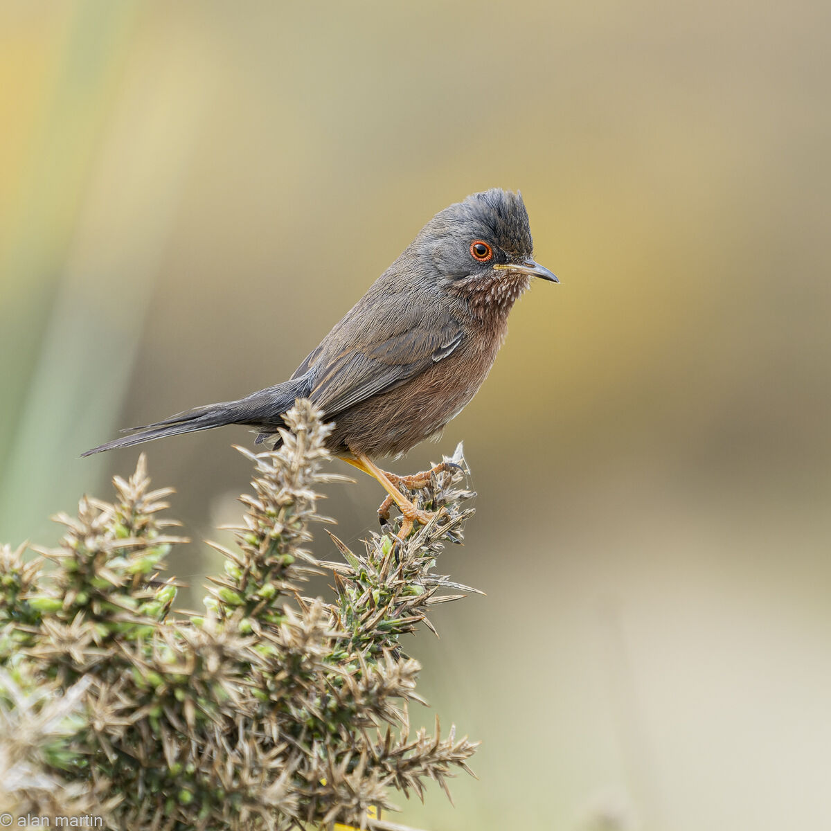 Dartford warbler, Minsmere