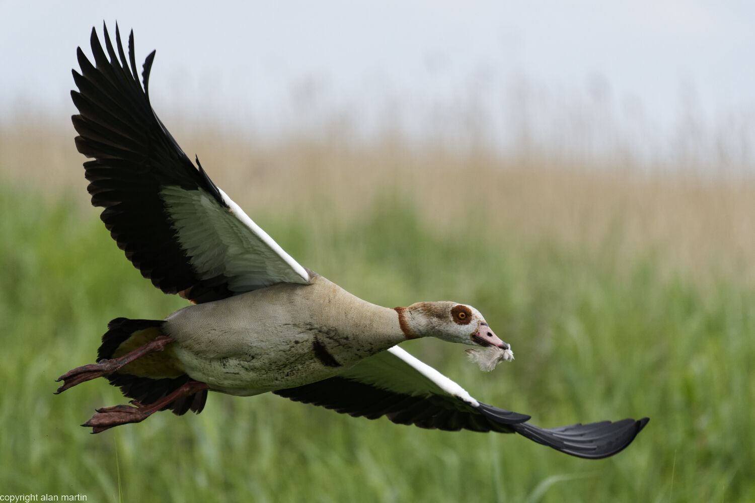 Egyptian goose having taken a lump out of a Mallard