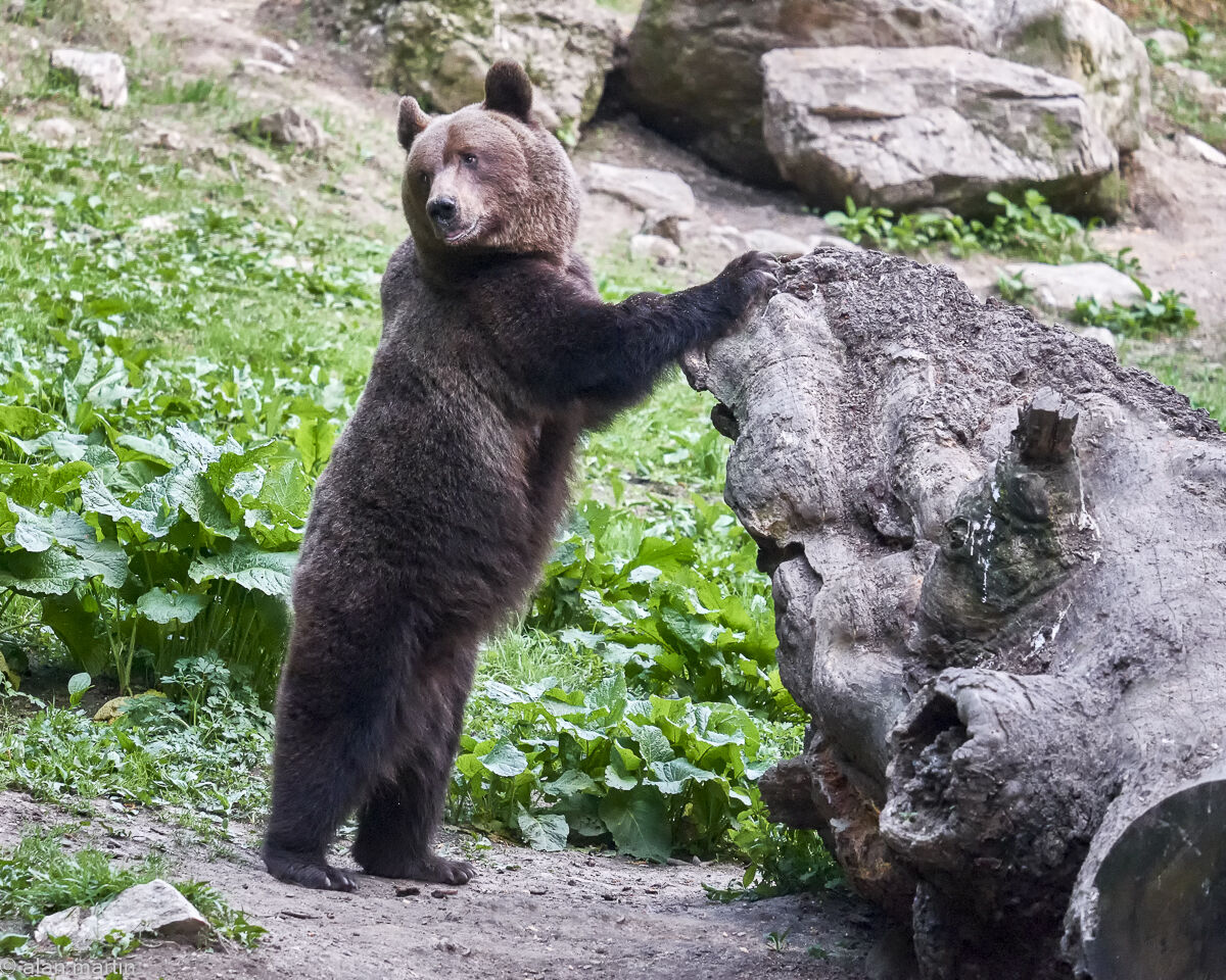 European Brown bear, Romania
