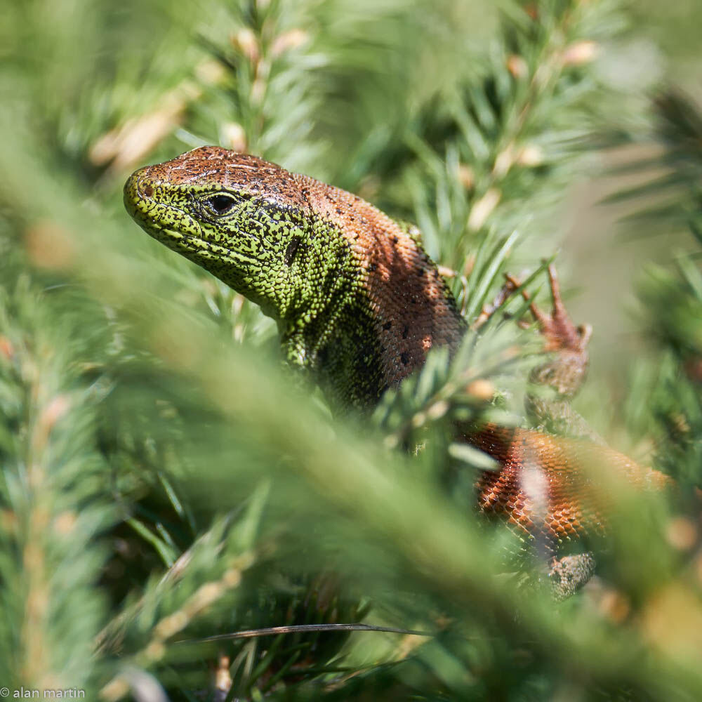 European Green Lizzard