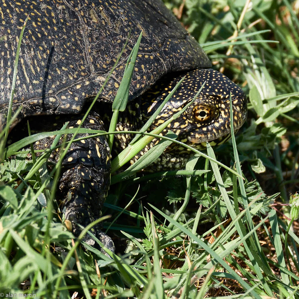 European Pond Terrapin
