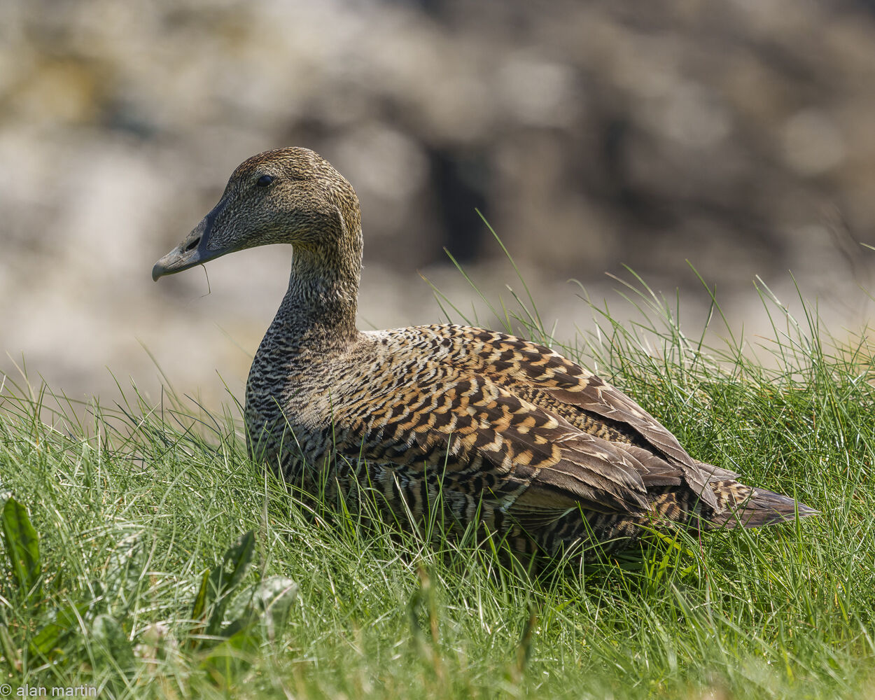 Female Eider, Staffa