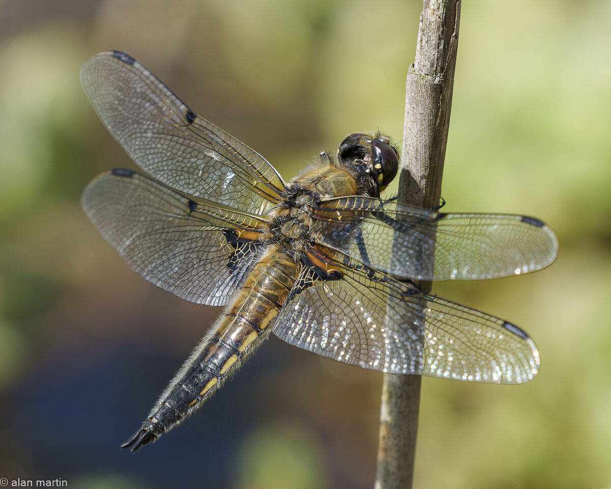 Four-spotted Chaser