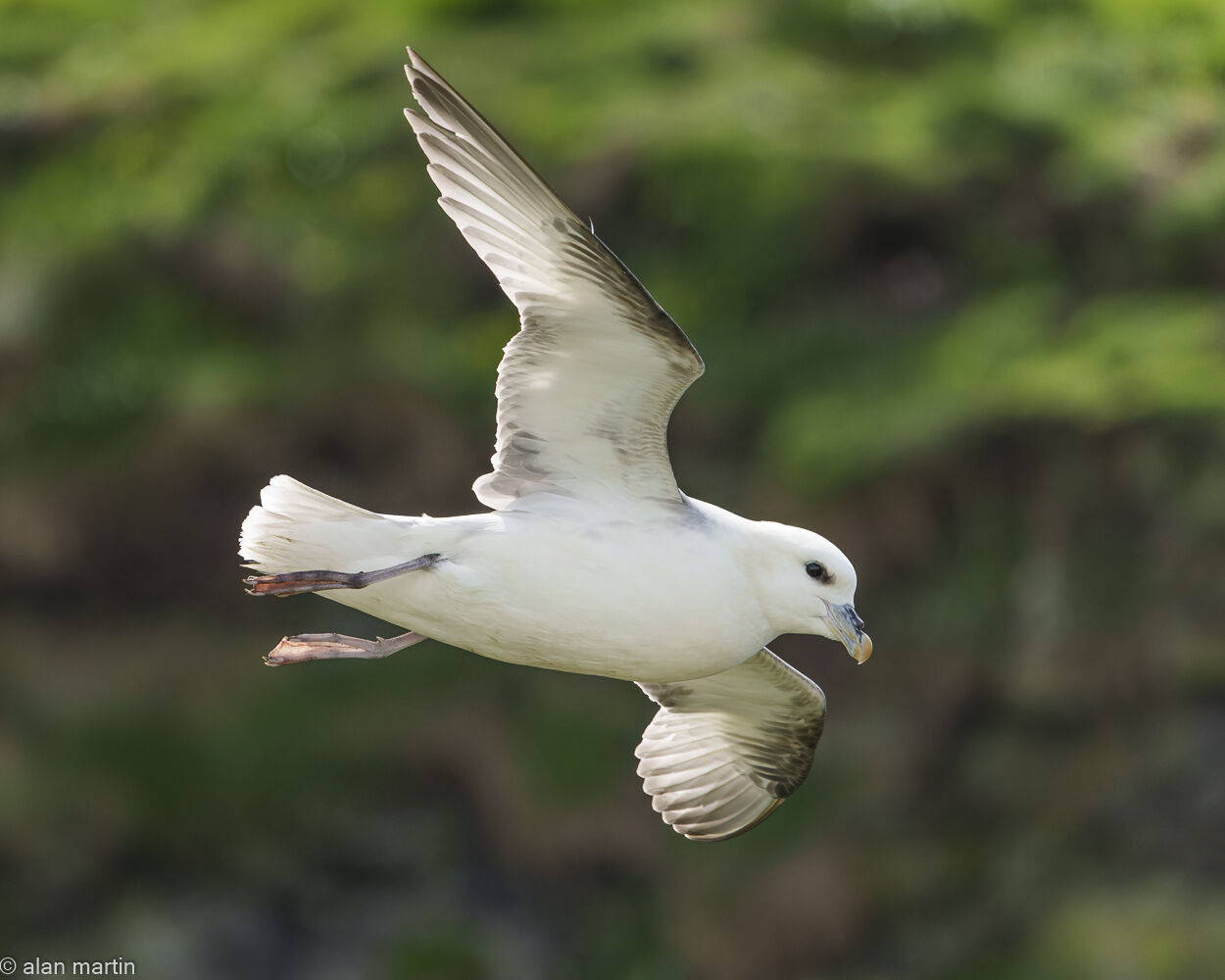 Fulmar, Lunga, Treshnish Isles