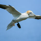 Gannets