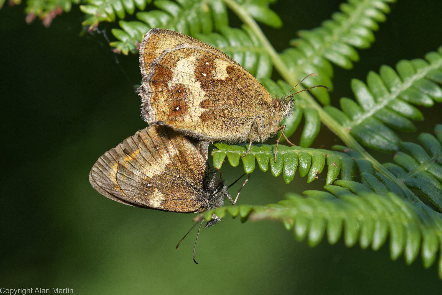 Gatekeepers mating, female above