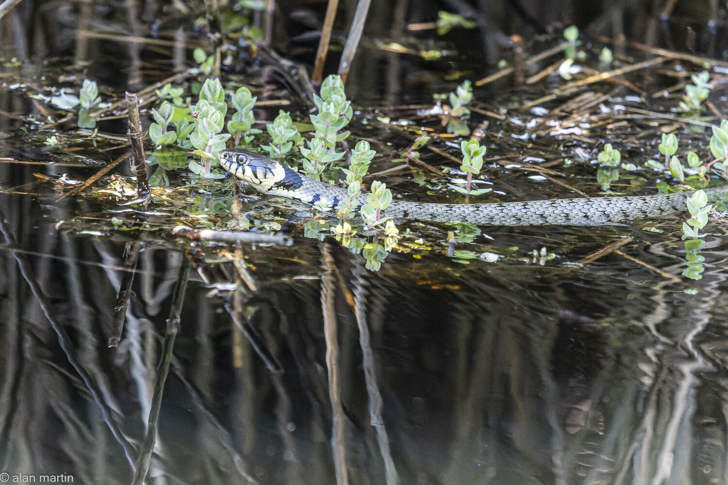 Grass snake.