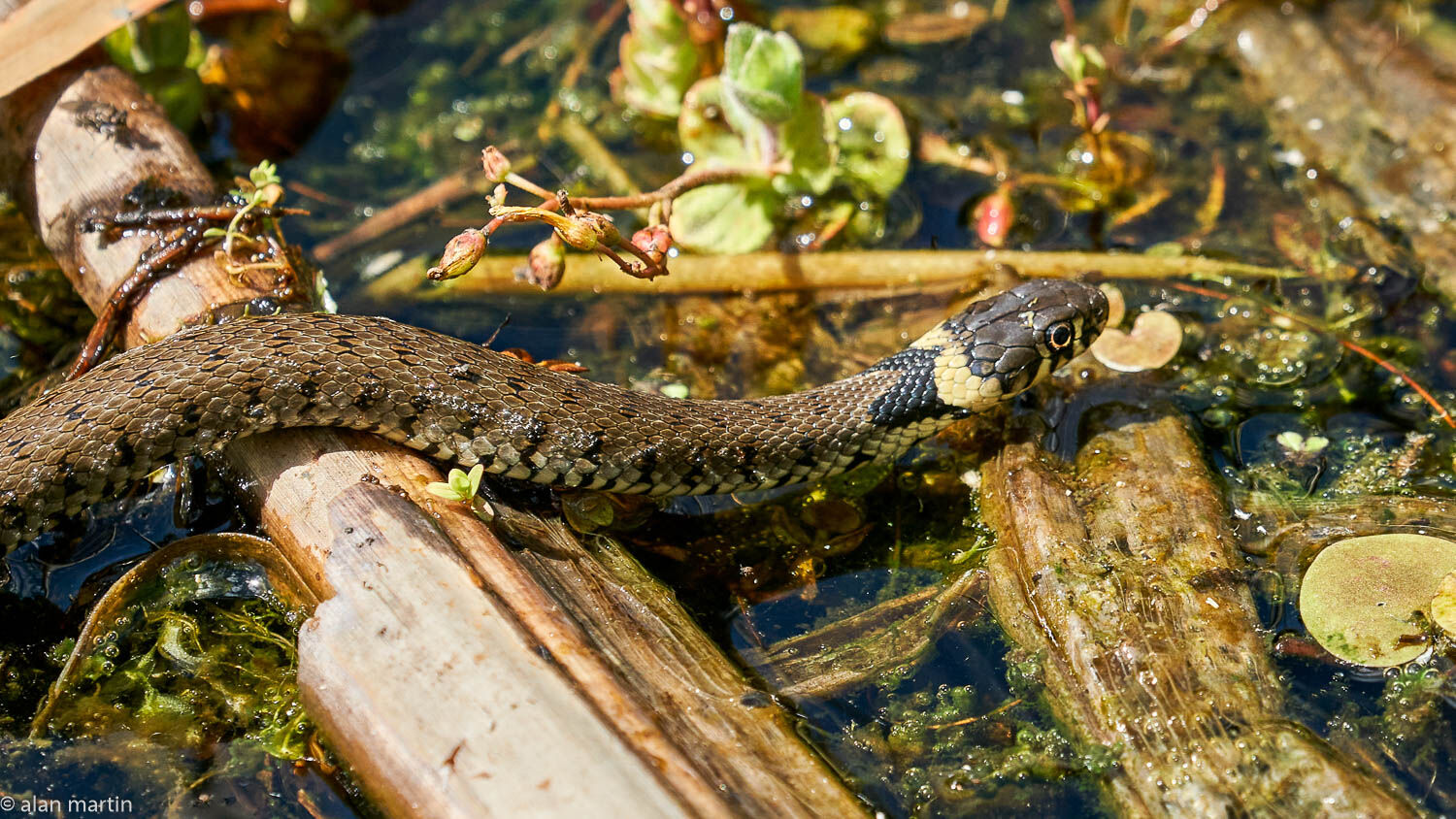Grass snake 3