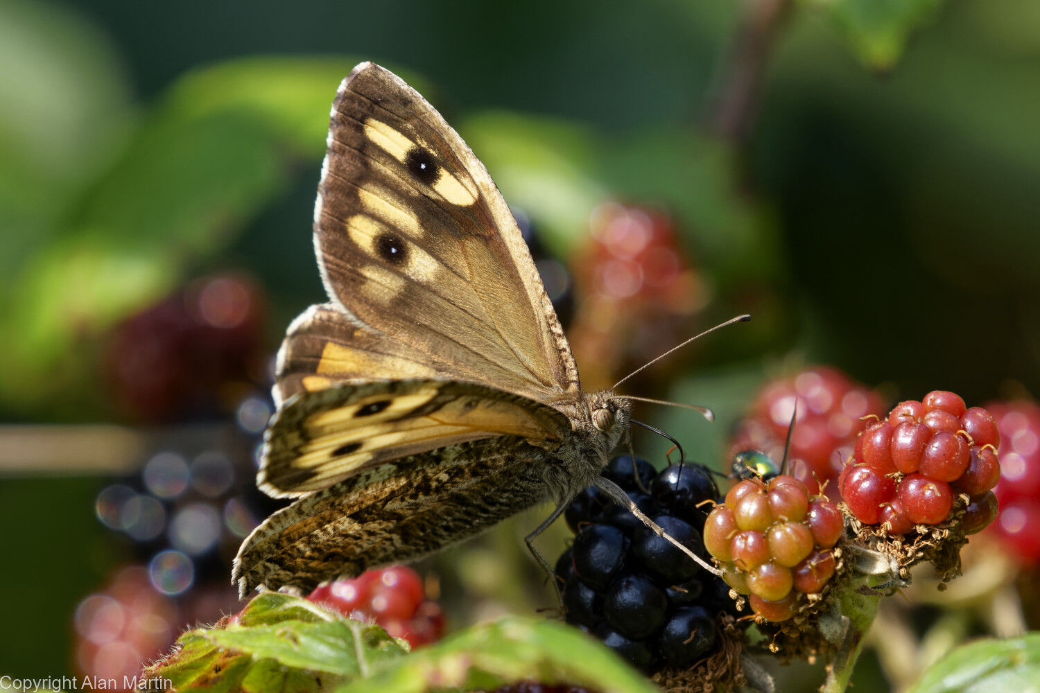 Grayling feeding , female