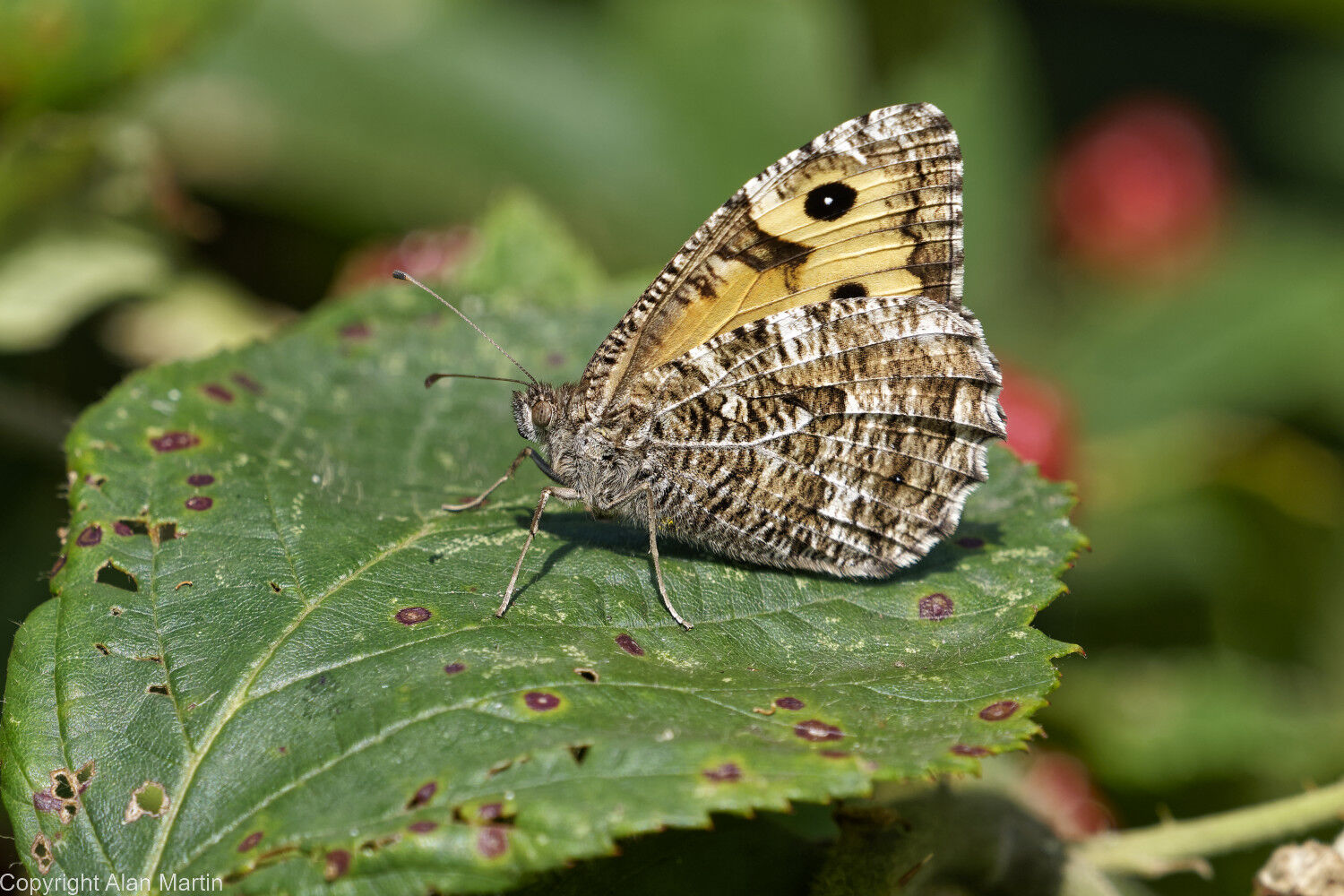 Grayling, female