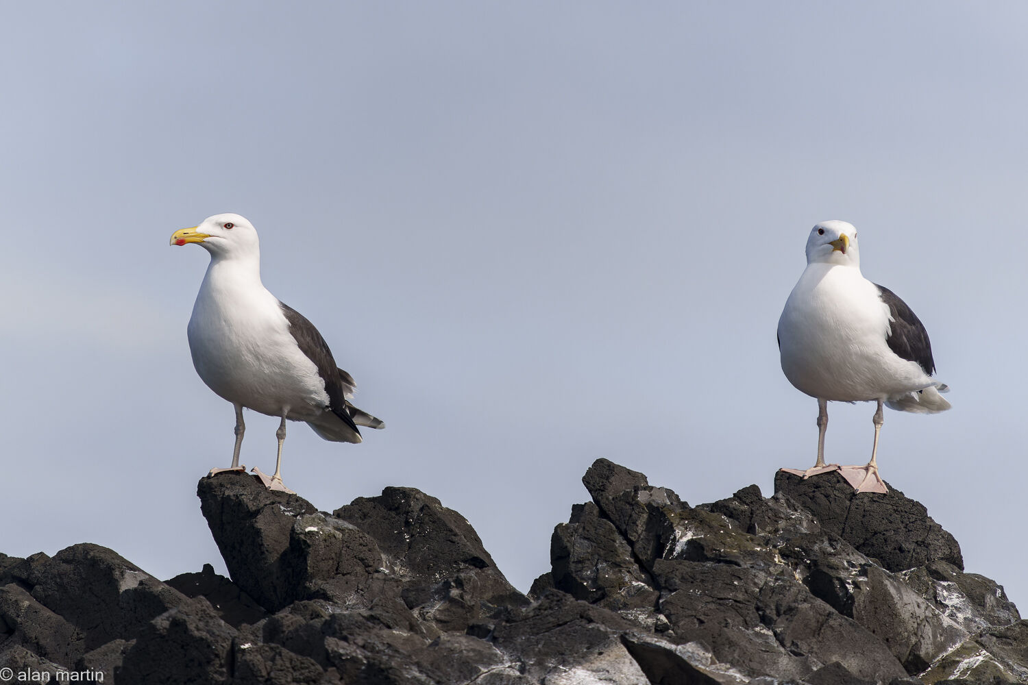 Great Blackbacked gull