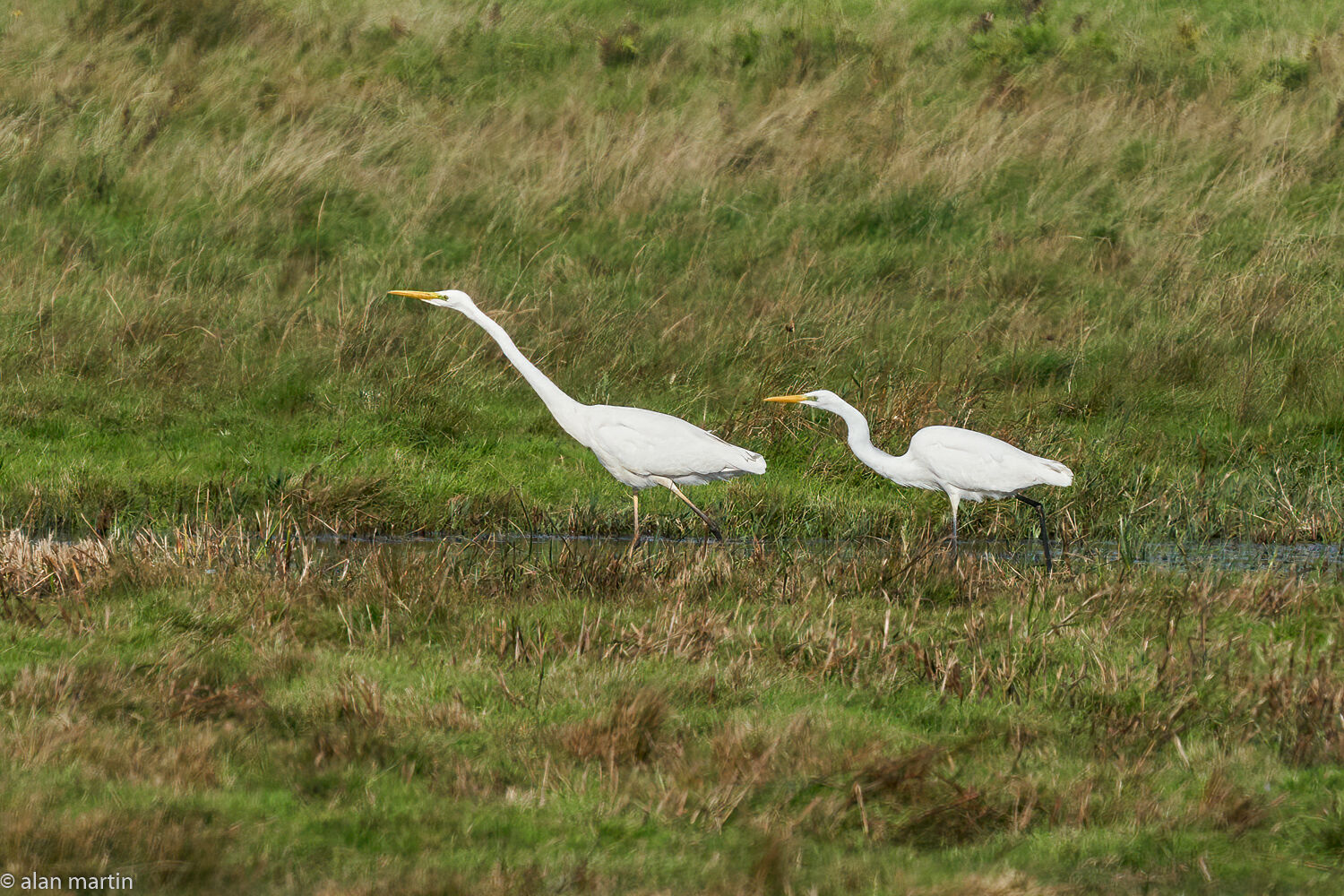 Great Egrets, fishing at North Warren