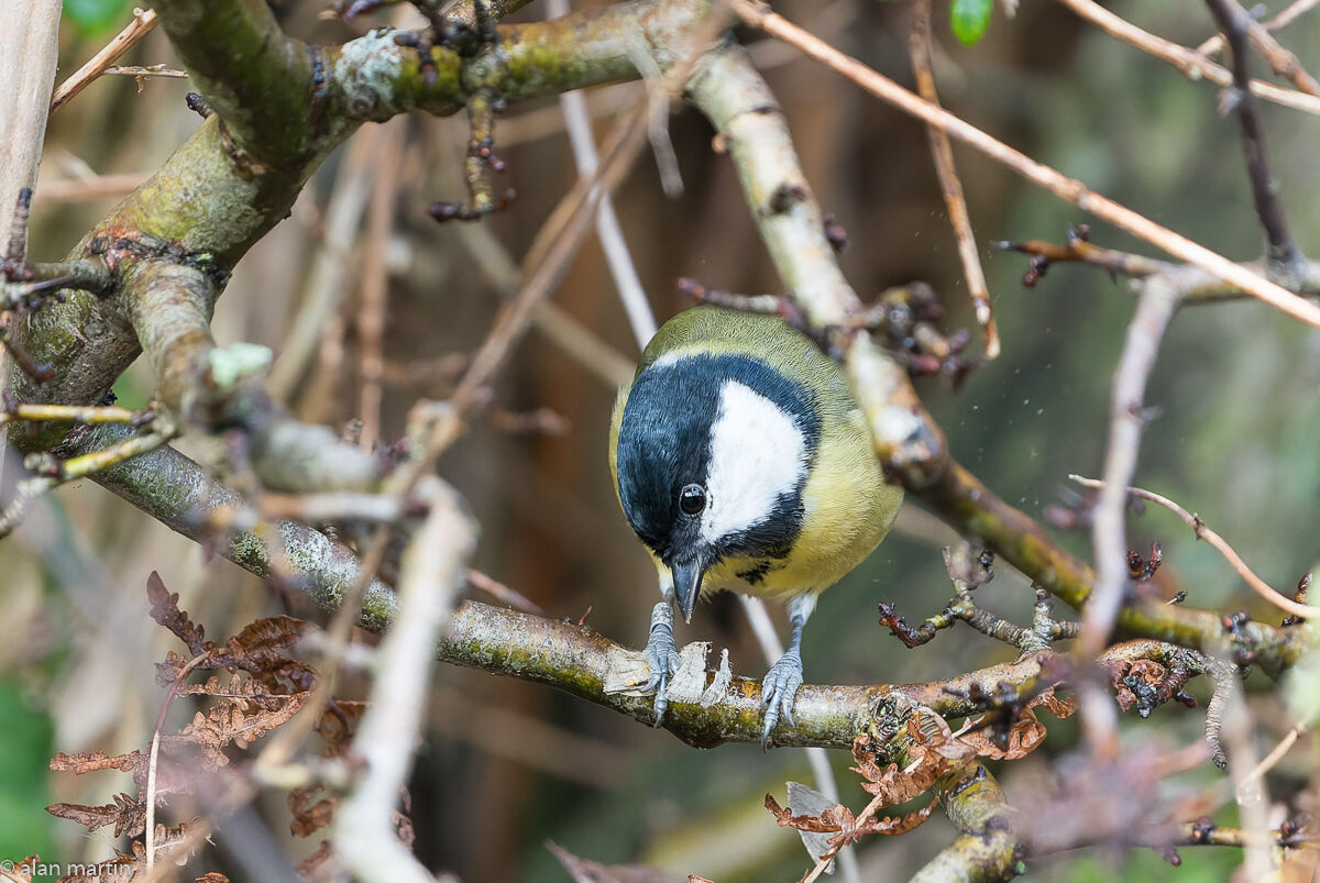Great tit.