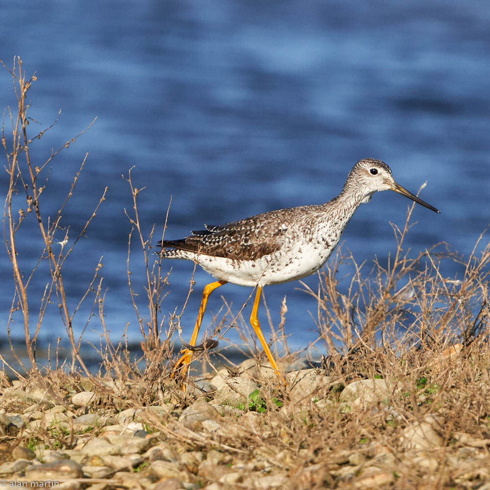 Greater Yellowlegs