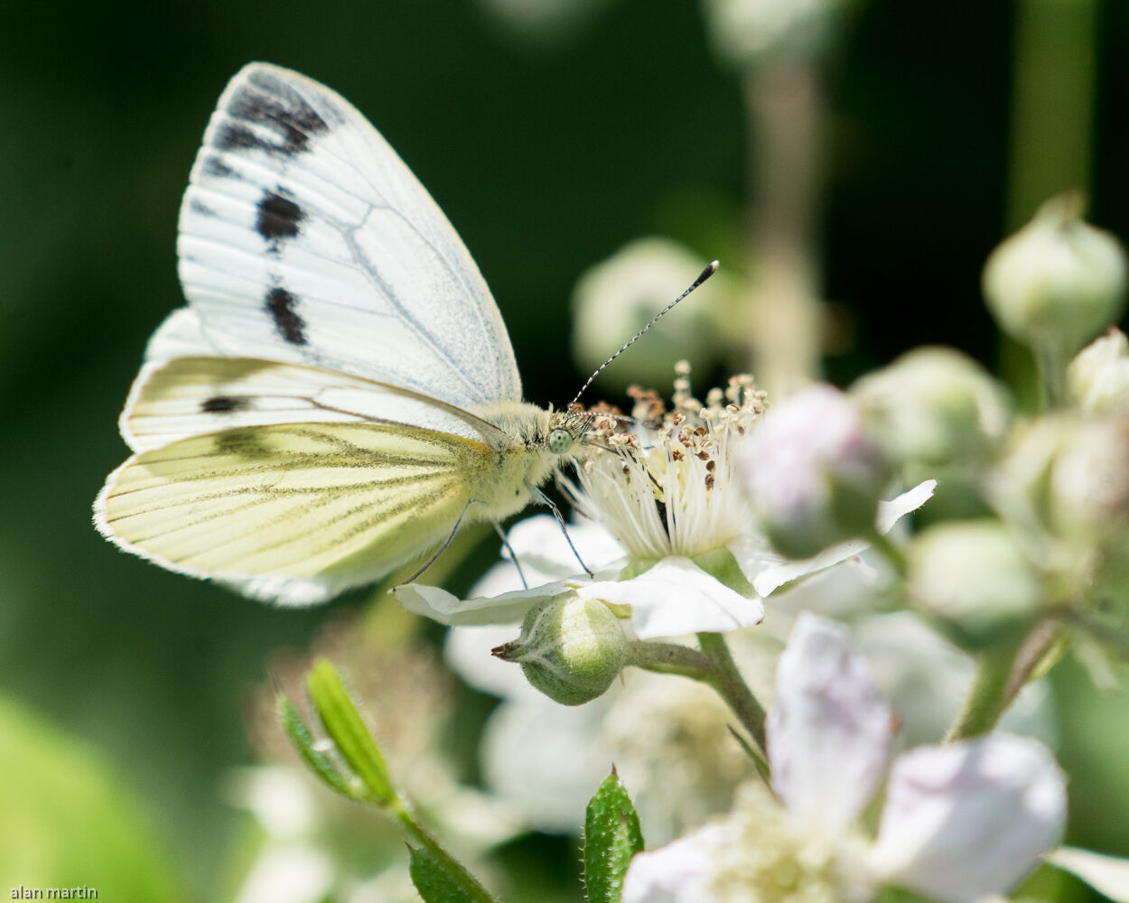Green-veined White
