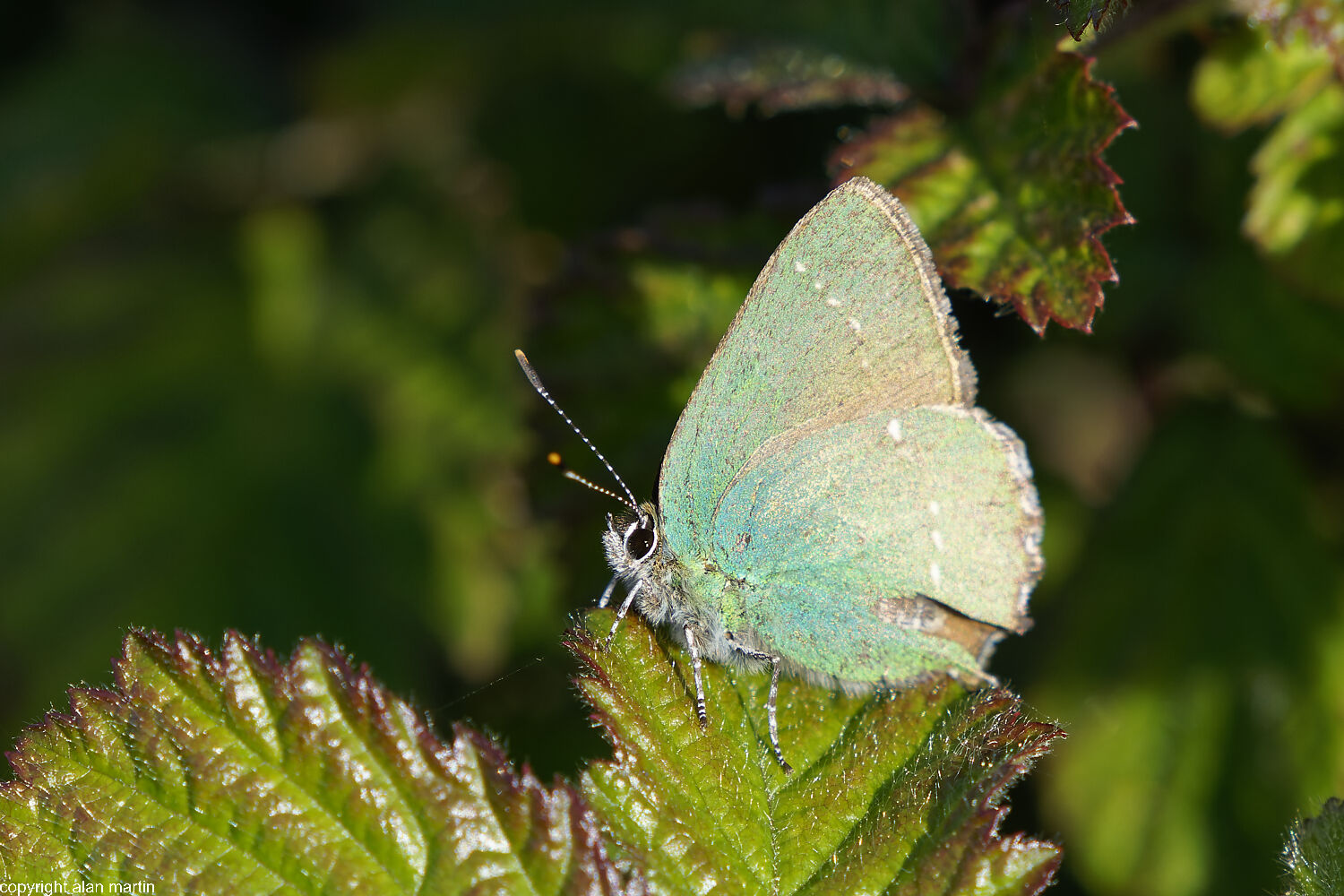 Green Hairstreak