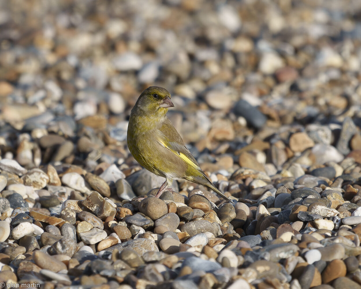 Greenfinch.