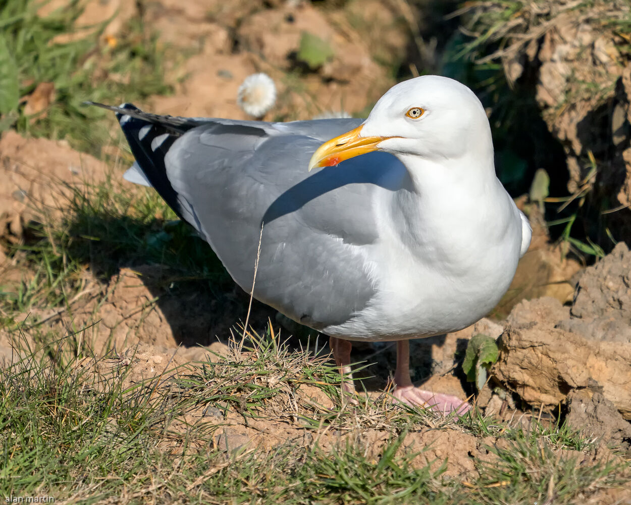 Herring Gull