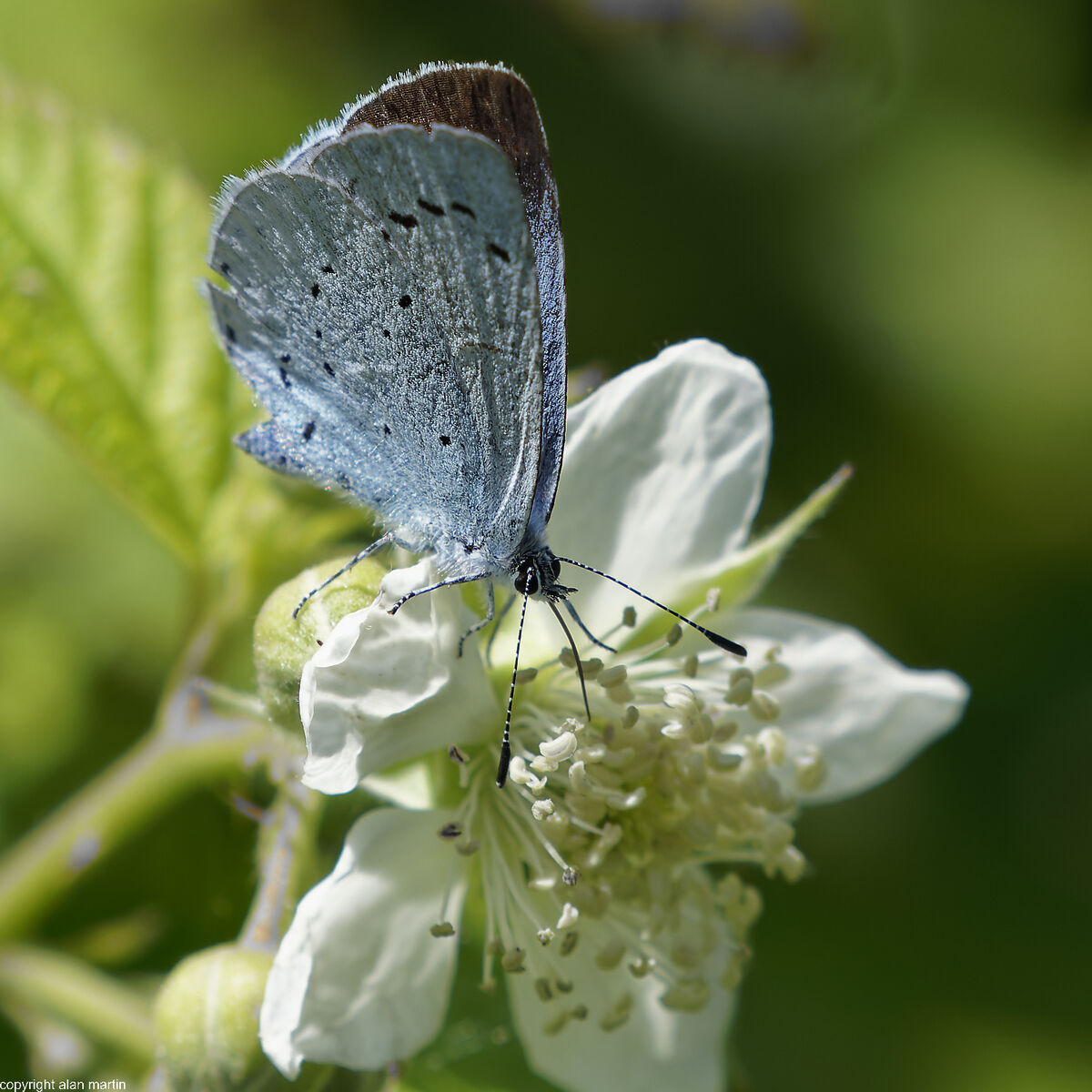 Holly Blue