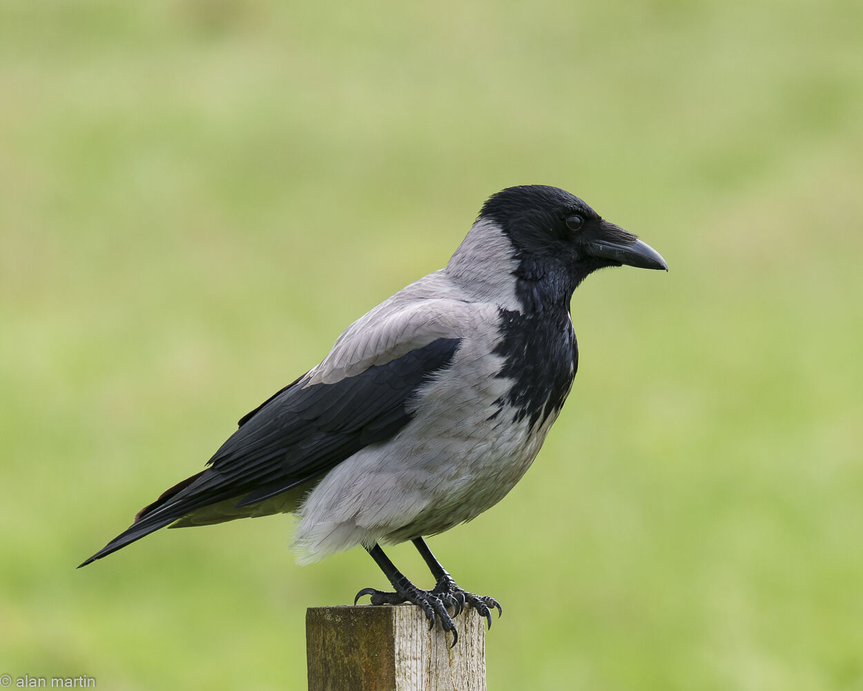 Hooded crow, Mull