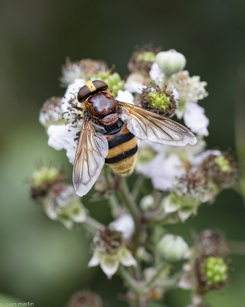 Hornet Mimic hoverfly, Volucella zonaria