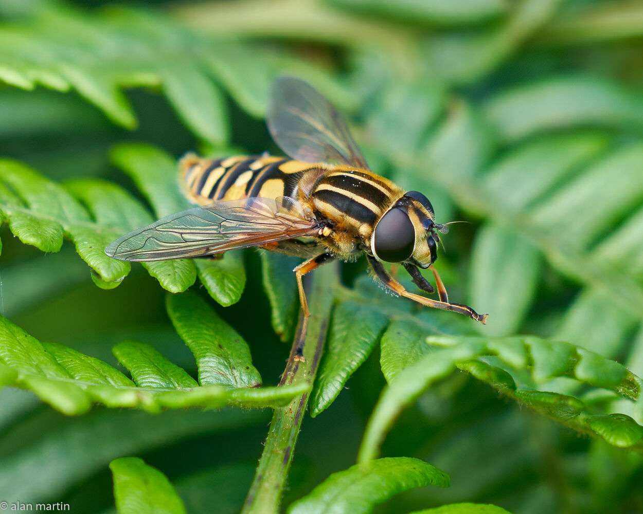 Hoverfly, Heliophilius Pendulus