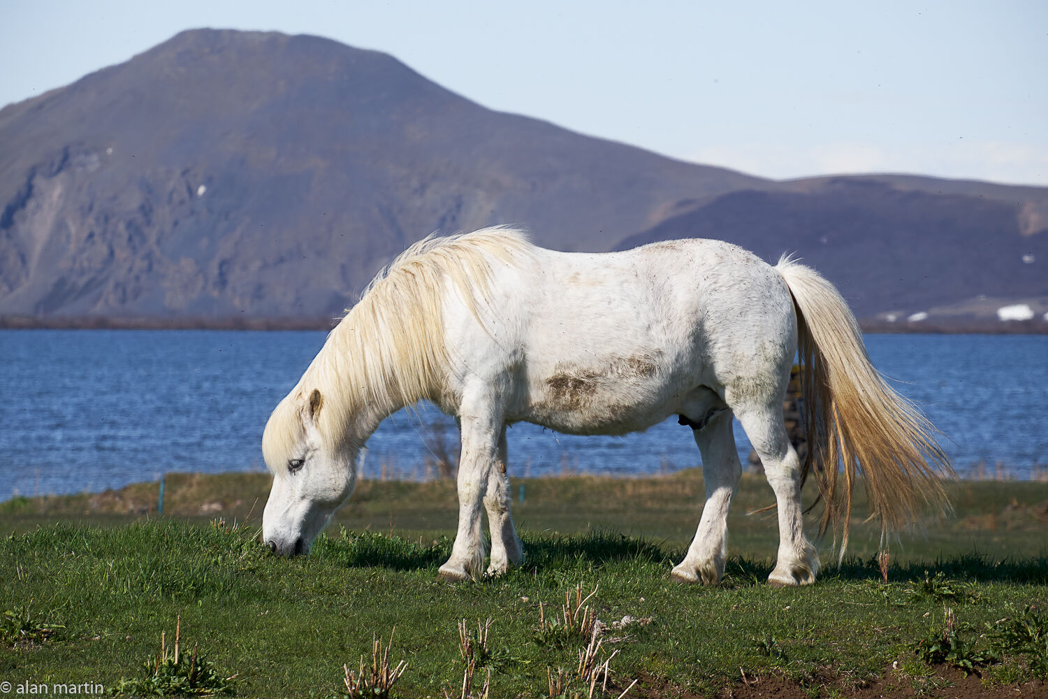 Icelandic horse