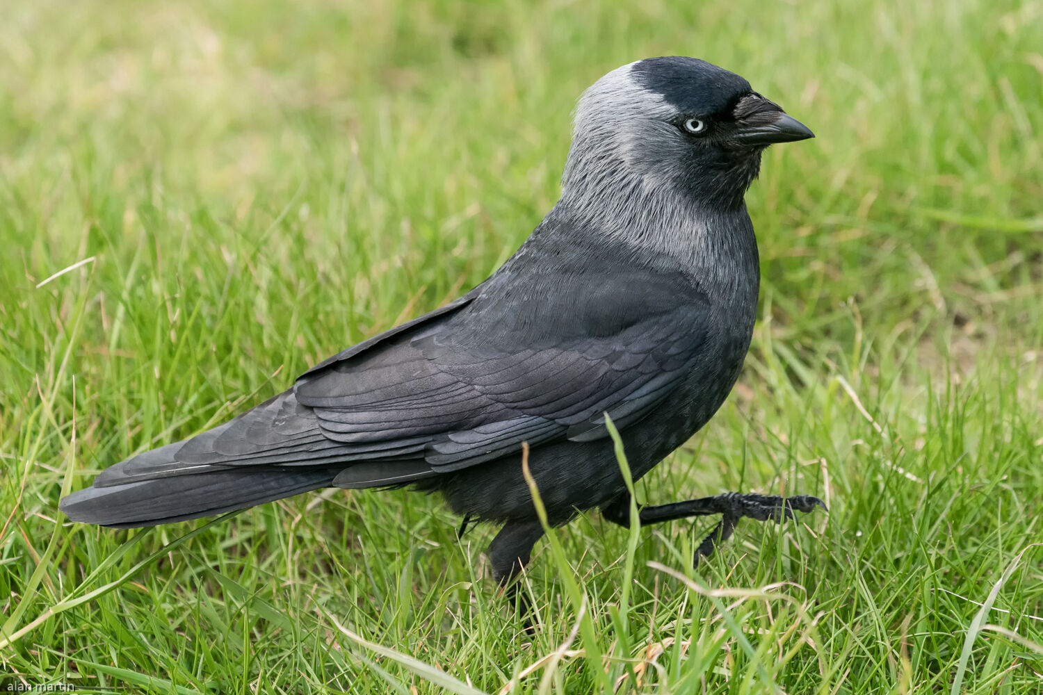 Jackdaw