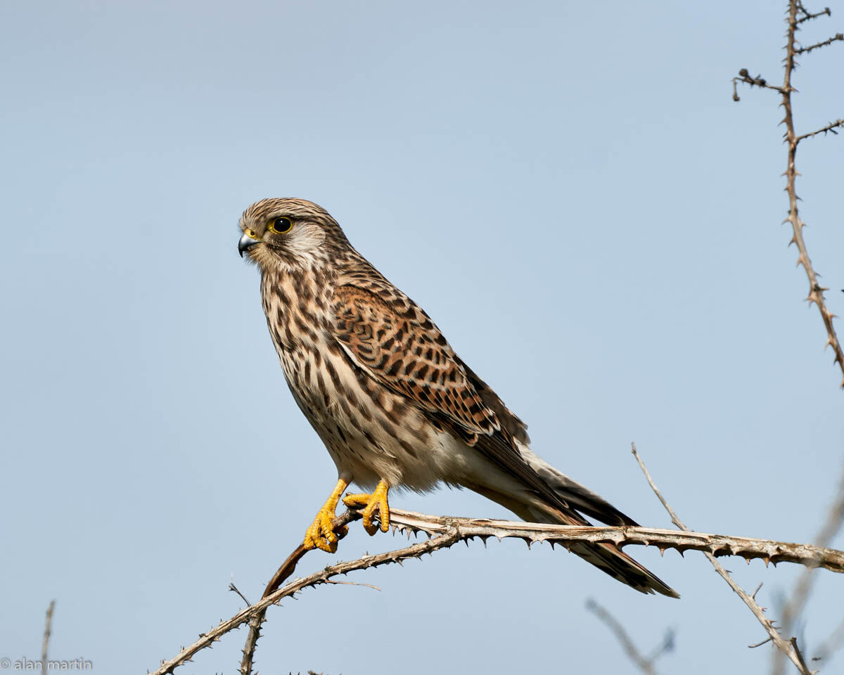 Kestrel