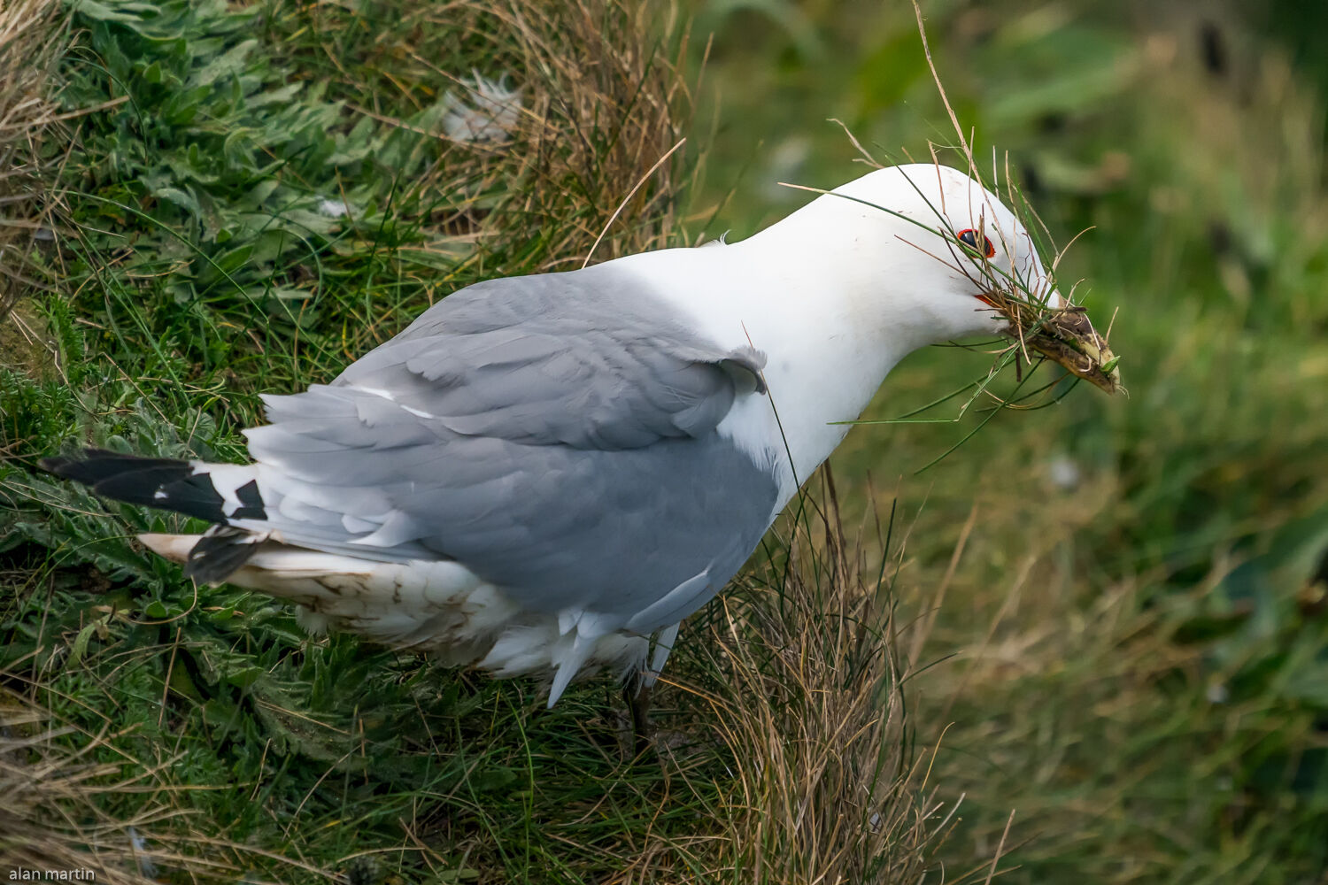 Kittewake, gathering nesting material